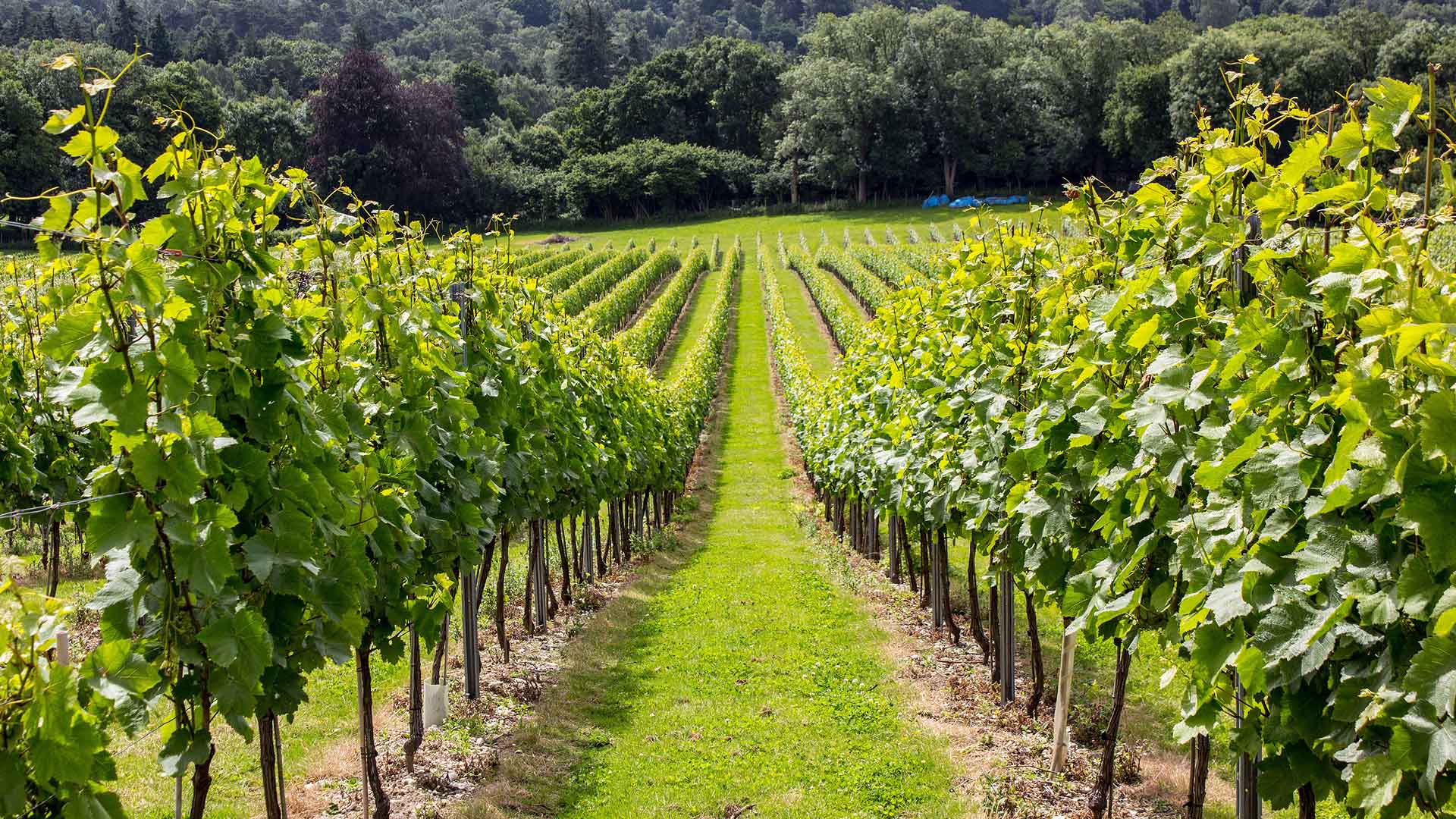 Sustainability- vineyard in Guildford